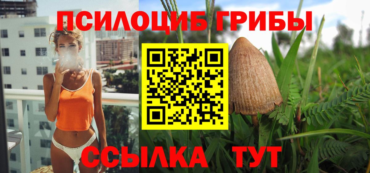 Галлюциногенные грибы Psilocybe Новозыбков