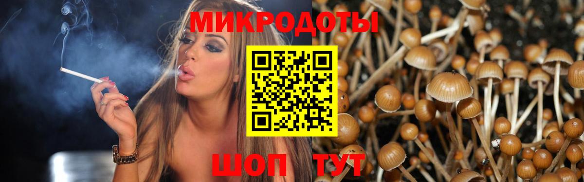 как найти наркотики  Вход с VPN  Новозыбков  Псилоцибиновые грибы GOLDEN TEACHER 